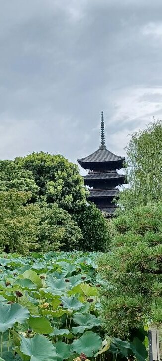 ８月の東寺